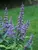 Vitex Blue Diddley