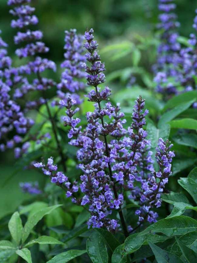 Vitex Blue Diddley