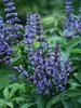 Vitex Blue Diddley