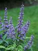 Vitex Blue Diddley