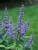 Vitex Blue Diddley