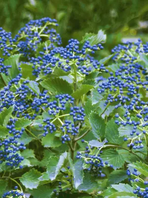 Link to Viburnum Blue Muffin&reg; 		