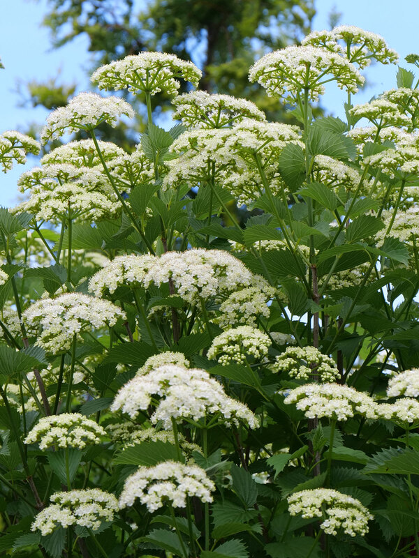 Viburnum Blue Muffin