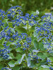 Viburnum Blue Muffin