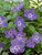 Vinca Bowles