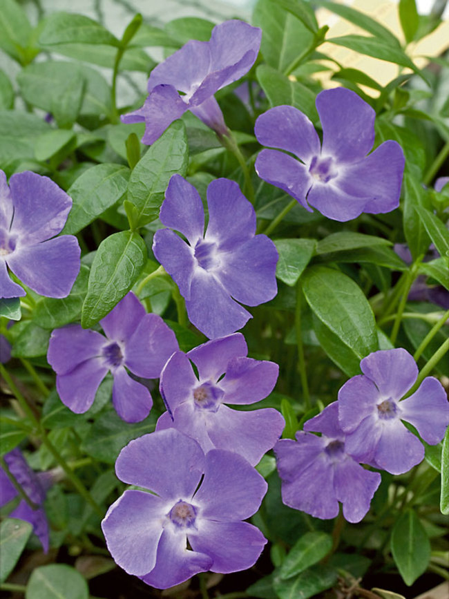 Vinca Bowles