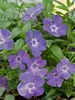 Vinca Bowles