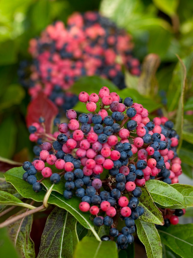 Viburnum Brandywine