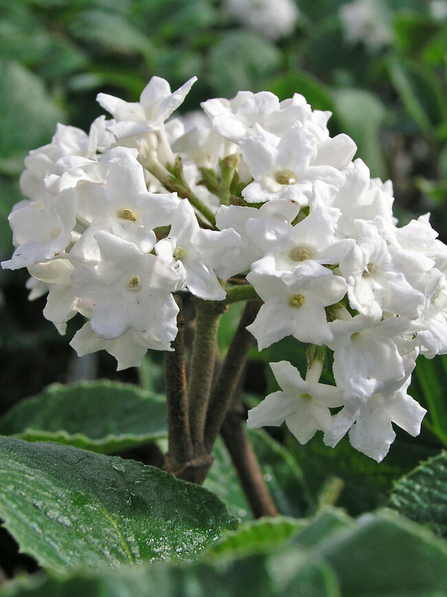 Viburnum Compacta