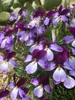Viola Eco Artist