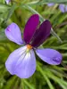 Viola Eco Artist