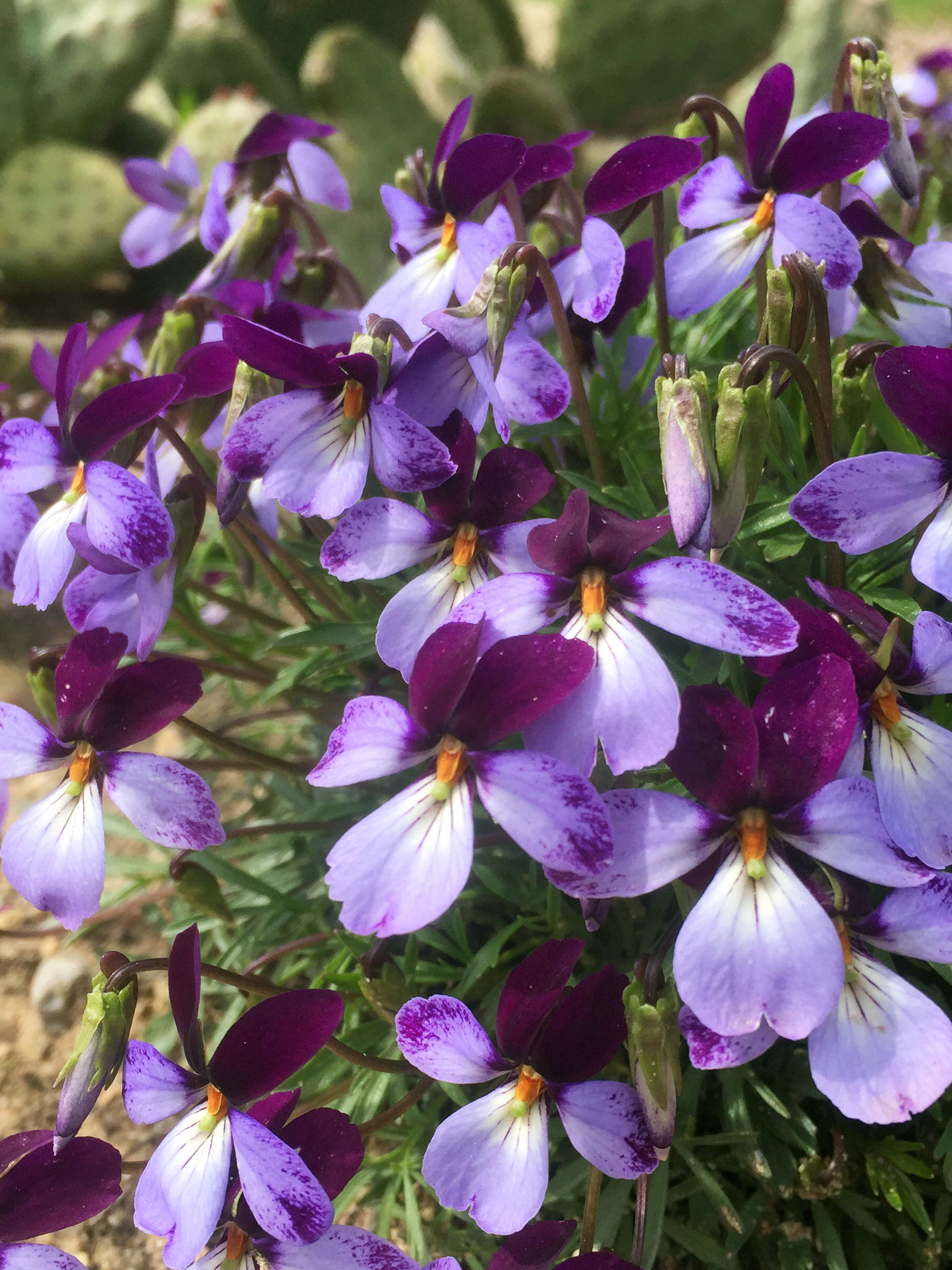 Viola Eco Artist Palette | Bluestone Perennials