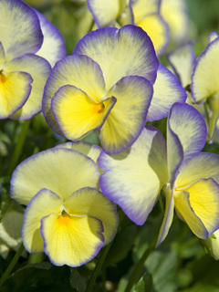 Viola