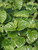 Viburnum All That Glows