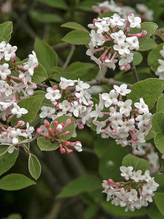 Image of Viburnum juddii shrub in winter