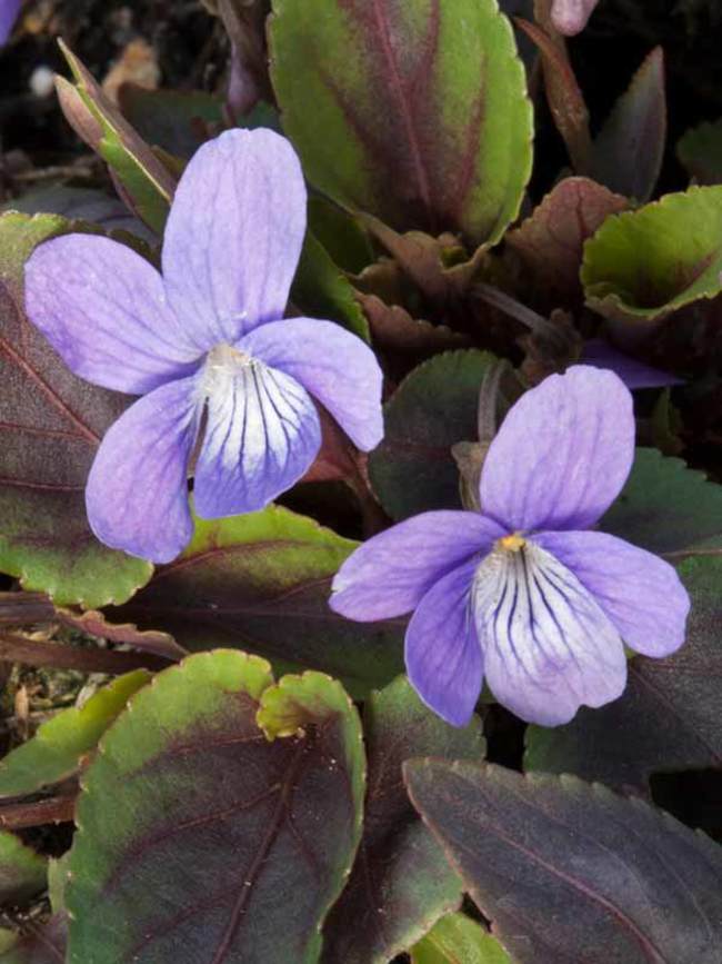 Viola koreana Mars