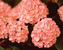 Viburnum Mary-Milton