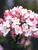 Viburnum Mohawk