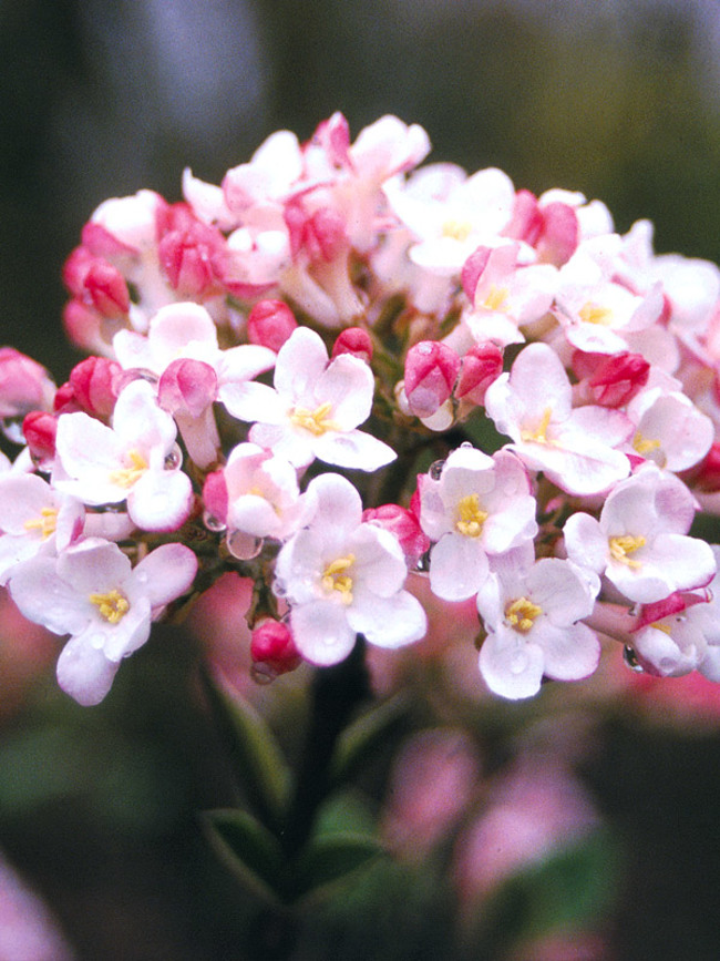 Viburnum Mohawk