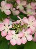 Viburnum Molly Schroeder