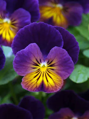 Link to Viola Northern Lights