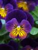 Viola Celestial Northern Lights