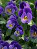 Viola Celestial Northern Lights