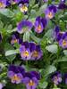 Viola Celestial Northern Lights