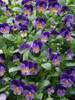 Viola Celestial Northern Lights