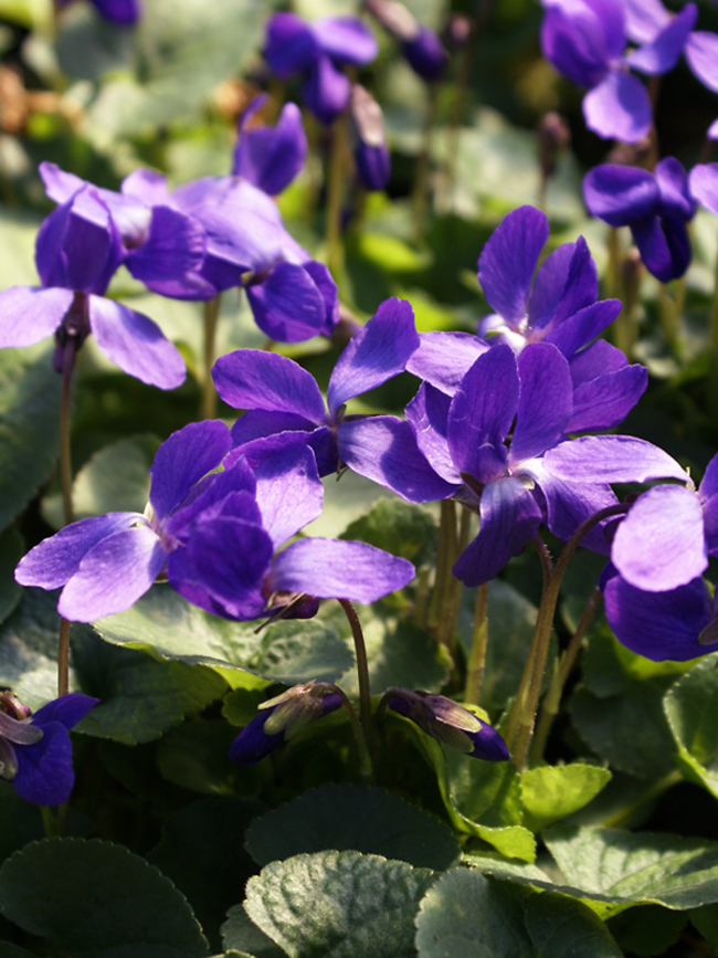 Queen Charlotte Viola Flower Seeds Long Lasting Annual 30