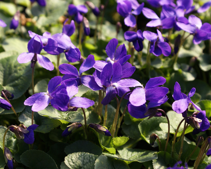Viola Queen Charlotte Bluestone Perennials