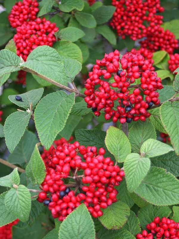 Viburnum Red Balloon