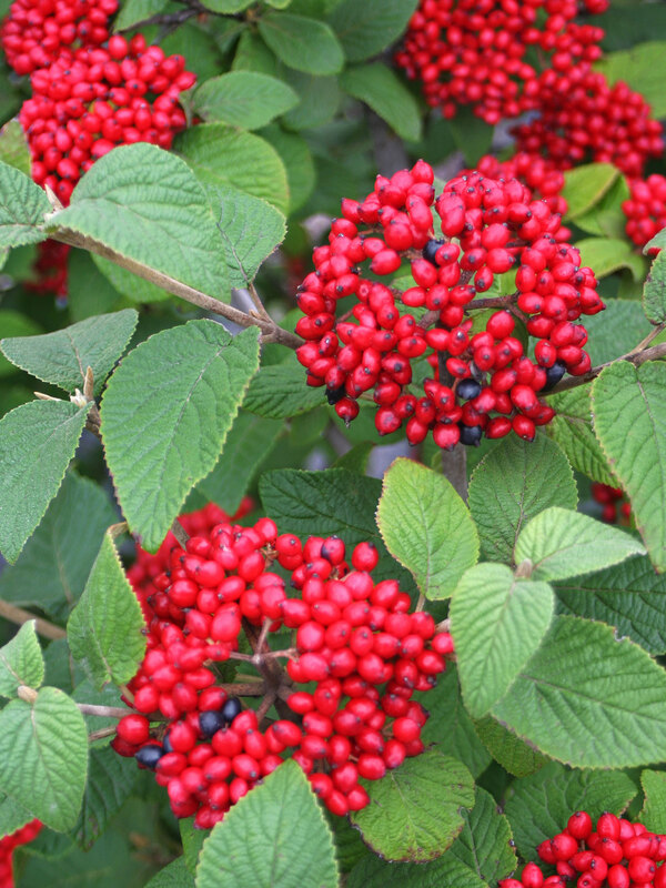 Viburnum Red Balloon
