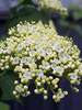 Viburnum Red Balloon