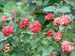 Viburnum Red Balloon