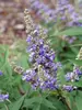 Vitex Rock Steady