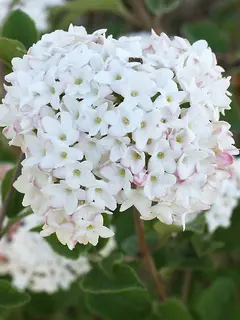 Viburnum