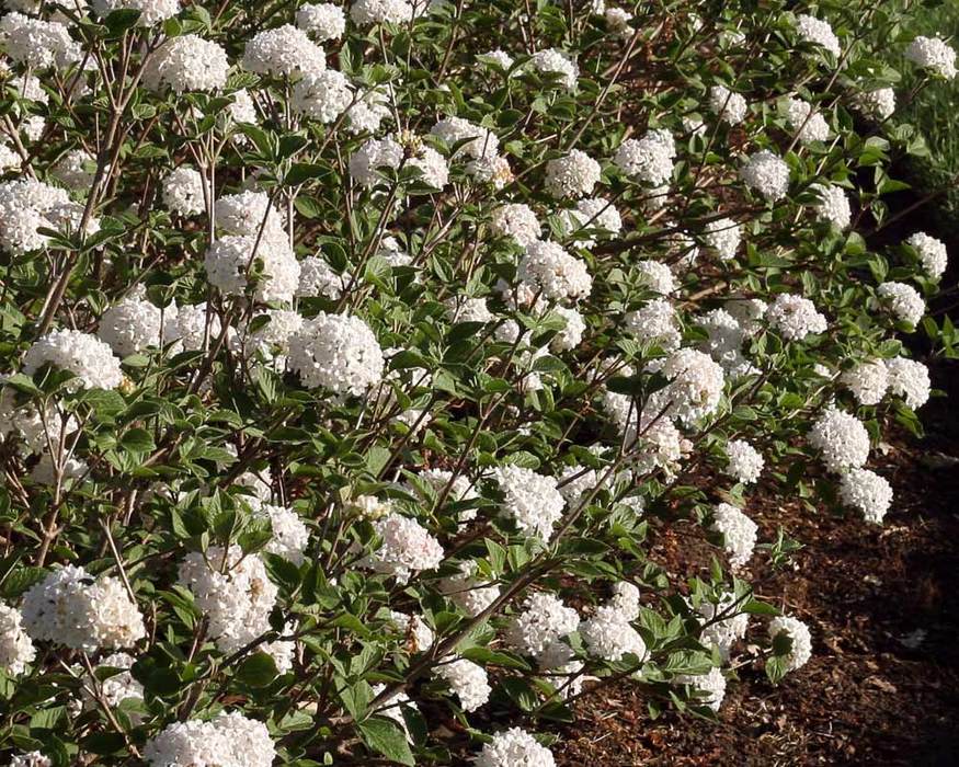 Viburnum Spice Baby Bluestone Perennials