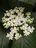 Viburnum Shiny Dancer