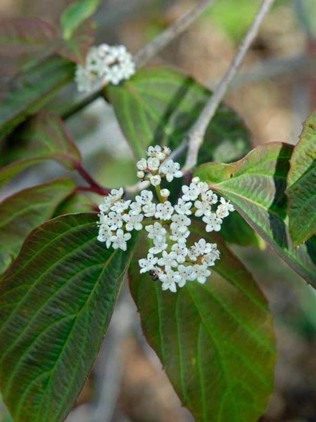 Viburnum Setigerum