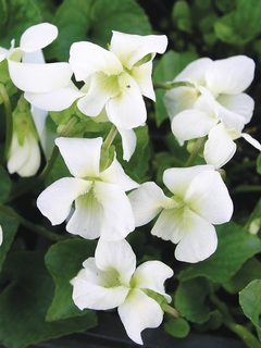 Viola