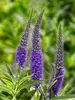 Veronica Vernique Blue