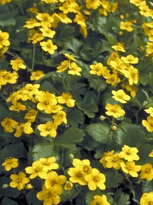 Link to Waldsteinia Fragarioides