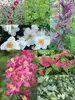 Warm Color Shade Garden