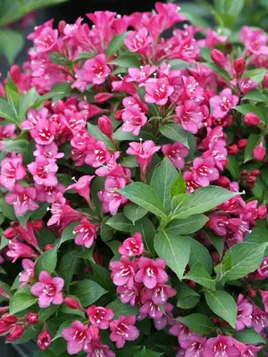 Link to Weigela Snippet&reg; Dark Pink