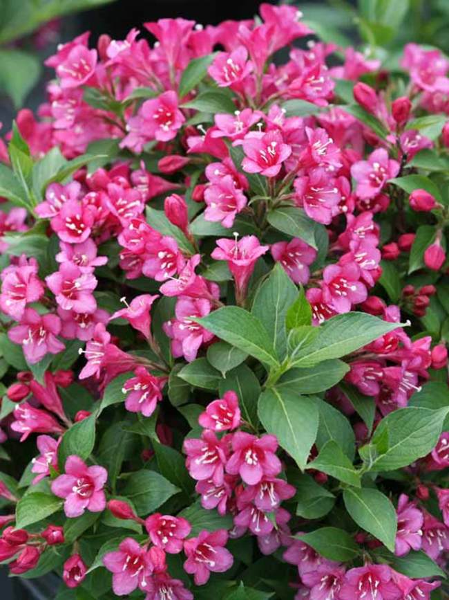 Weigela Snippet Dark Pink