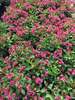 Weigela Snippet Dark Pink