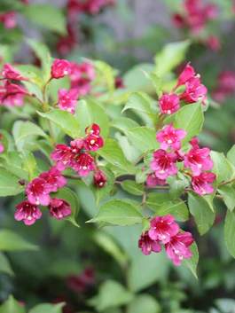 Weigela Sonic Bloom Pink Buy Weigela Shrubs Online