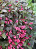 Weigela Midnight Wine Shine