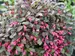 Weigela Midnight Wine Shine